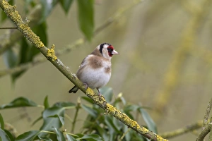 Goldfinch on lichen branch