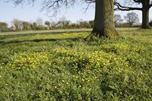 Wildlife Trust Prints: Goldilocks Buttercup (Ranunculus auricomus) flowering