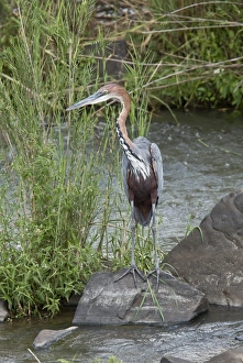 South Africa Prints: Goliath Heron (Ardea goliath) adult, standing on rock in river, Kruger N. P
