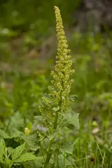 Good King Henry (Chenopodium bonus-henricus) flowering, Bulgaria, may