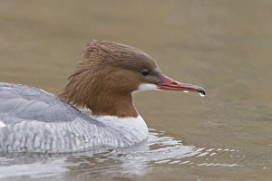 Goosander (Mergus merganser) adult female, close-up of head, swimming, Pensthorpe Nature Reserve, Norfolk, England