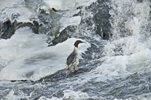 Nith Prints: Goosander (Mergus merganser) adult female