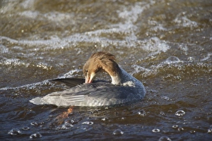 Goosander (Mergus merganser) adult female, preening on river, River Nith, Dumfries and Galloway, Scotland, october