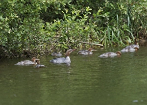 Goosander (Mergus merganser) adult female with young, swimming on river, River Urr, Dalbeattie, Dumfries and Galloway, Scotland, july