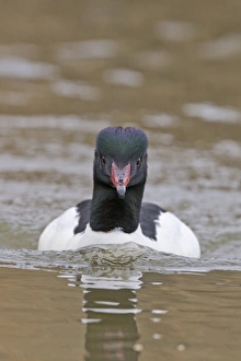 Goosander (Mergus merganser) adult male, swimming head on, Pensthorpe Nature Reserve, Norfolk, England, February