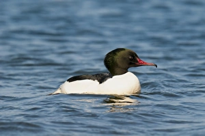 Goosander (Mergus merganser) adult male, breeding plumage, swimming on choppy waters of lake, Llyn Padarn, Llanberis