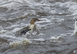 Nith Prints: Goosander (Mergus merganser) adult male