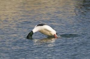 Goosander (Mergus merganser) adult male, diving into water, Hokkaido, Japan, winter