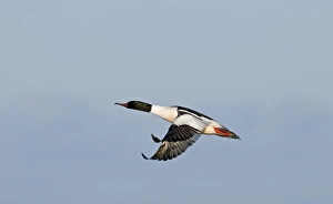Winters Prints: Goosander (Mergus merganser) adult male, in flight, Hokkaido, Japan, winter