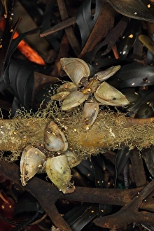 Shell Fish Prints: Goose Barnacle (Lepas pectinata) adults