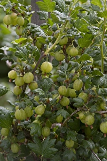Gooseberry fruits on plant