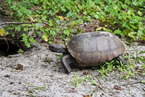 Tortoises Prints: Gopher Tortoise (Gopherus polyphemus) adult, at burrow entrance, Florida, U. S. A. October