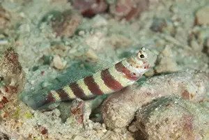 Sipadan Prints: Gorgeous Shrimpgoby (Amblyeleotris wheeleri) adult