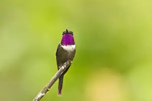Equatorial Prints: Gorgeted Sunangel (Heliangelus strophianus) adult male