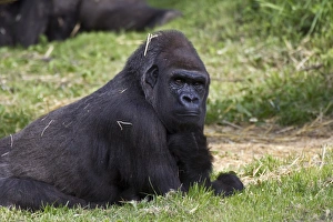 Trust Prints: Gorilla at the Durrell Wildlife conservation trust, Jersey