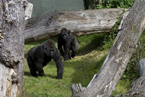 Trust Prints: Gorillas at the Durrell Wildlife conservation trust, Jersey