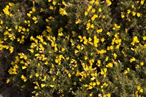 Ulex Prints: Gorse in flower
