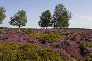 Heathland Prints: Gorse, Heather and Silver Birch on the Sandlings Heath, near Westleton Suffolk