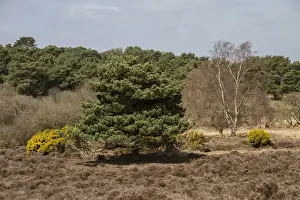 Gorse Prints: Gorse, Pine, Silver Birch and heather on Dunwich Heath - Suffolk