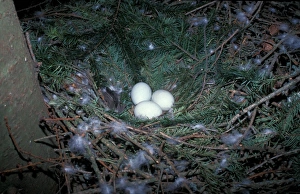 Hawk Prints: Goshawk (Accipiter gentilis) Three eggs in nest