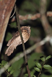 Province Prints: Goulds Frogmouth (Batrachostomus stellatus) adult, perched on twig, Way Kambas N. P