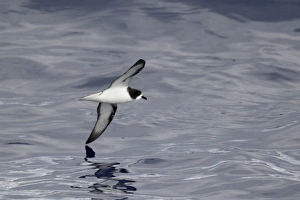 Procellariidae Prints: Goulds Petrel (Pterodroma leucoptera) adult
