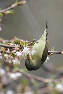 Sunbird Prints: Gould's Sunbird (Aethopyga gouldiae) adult female