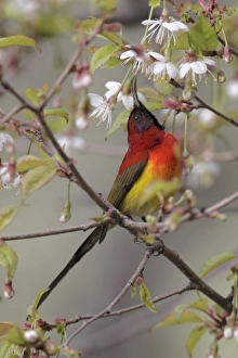 Sunbird Prints: Gould's Sunbird (Aethopyga gouldiae) adult male