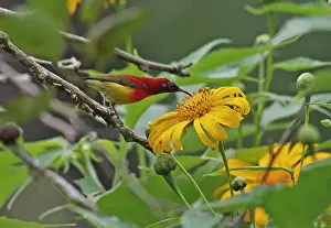 Sunbird Prints: Goulds Sunbird (Aethopyga gouldiae dadryii) adult male, feeding on flower, Chiang Dao N. P
