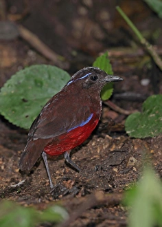 Floor Prints: Graceful Pitta (Pitta venusta) adult, standing on forest floor, Kerinci Seblat N. P