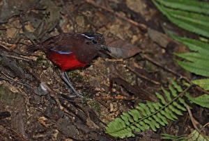 Graceful Pitta (Pitta venusta) adult, standing on forest floor, Kerinci Seblat N. P