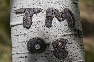 Carving Prints: Graffiti carved on Aspen tree