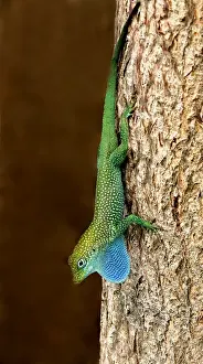 Displays Prints: Grand Cayman Blue-throated Anole (Norops conspersus) adult male