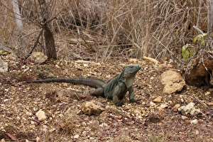 Grand Cayman Rock Iguana (Cyclura lewisi) adult, standing on stony ground, Grand Cayman, Cayman Islands
