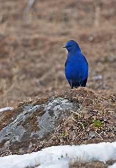 Grandala (Grandala coelicolor) adult male, standing on slope near snowline, Sela Pass, Arunachal Pradesh, India, january
