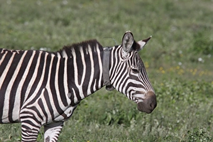 Serengeti Prints: Grant's Zebra (Equus quagga boehmi) adult