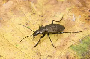 Granulated Ground Beetle (Carabus granulatus) adult, standing on fallen leaf, England, november