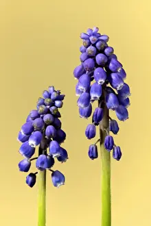 Flowerheads Prints: Grape Hyacinth (Muscari latifolium) close-up of two flowerspikes