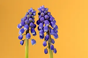 Grape Hyacinth (Muscari latifolium) close-up of two flowerspikes