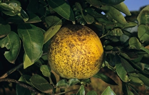 Pests Prints: Grapefruit (Citrus x paradisi) fruit