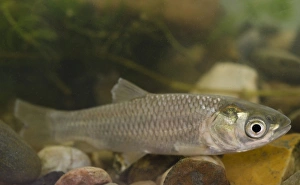 Captive Prints: Grass Carp (Ctenopharyngodon idella) immature