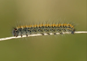 Larva Prints: Grass Eggar (Lasiocampa trifolii) caterpillar