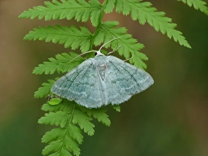 Emerald Prints: Grass Emerald (Pseudoterpna pruinata) adult male