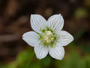 Grass of Parnassus (Parnassia palustris) close-up of flower, Italian Alps, Piedmont, Northern Italy, July