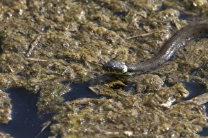 Grass Snake