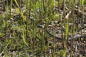 Ssnake Prints: Grass snake hunting in boggy marsh