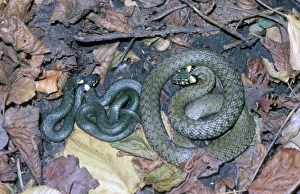 Semi Aquatic Prints: Grass Snake (Natrix natrix)