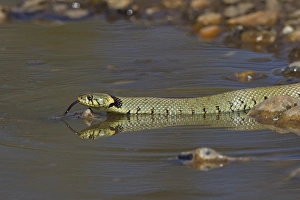 Grass Snake (Natrix natrix) adult, flicking forked tongue, drinking from puddle, Norfolk, England, April
