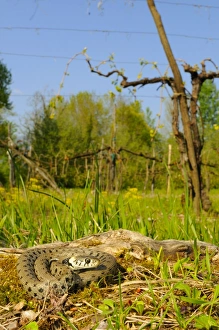 Semi Aquatic Prints: Grass Snake (Natrix natrix) adult, in cultivated habitat, Italy, april