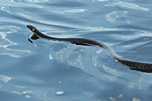 Rumania Prints: Grass Snake (Natrix natrix) adult, swimming, Tulcea, Danube Delta, Dobrogea, Romania, may